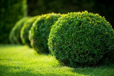 Commercial Shrub Maintenance