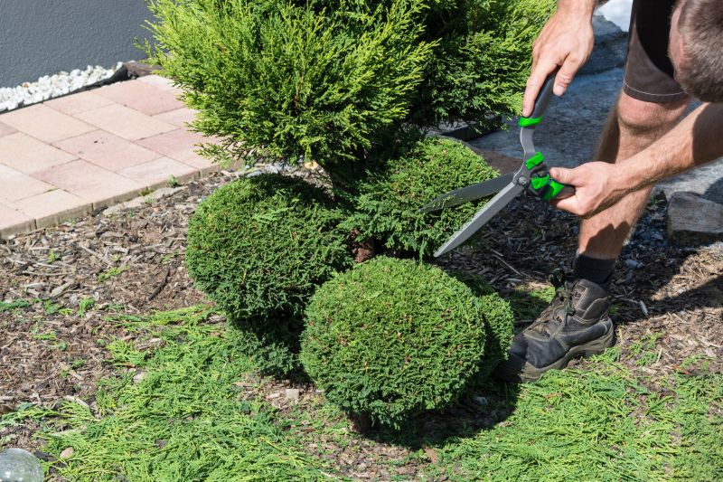 Commercial Shrub Maintenance
