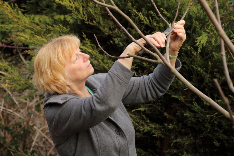 Japanese Maple Pruning in San Jose, CA